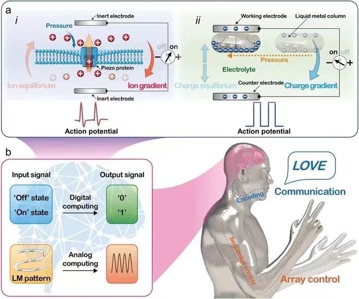 理化所在仿生液態(tài)金屬機電一體化器件研究方面取得新進展